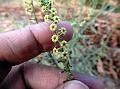 Ceylon Heliotrope